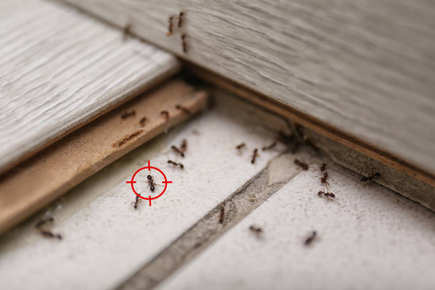 Best Best Pest Control Companies  in Shawsville, VA