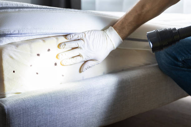 Professional Pest Control in Shawsville, VA